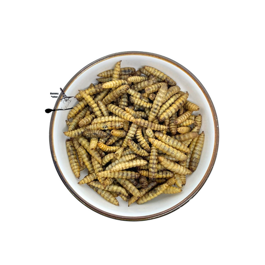 Dried black soldier fly larvae